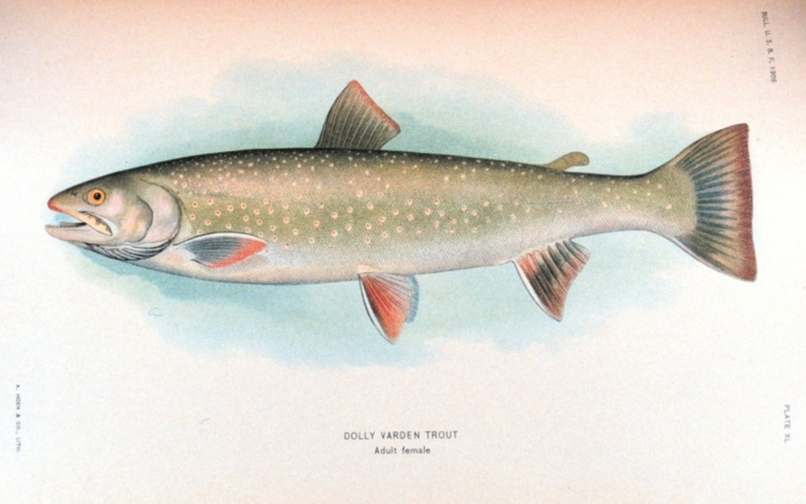Vintage illustration of an adult female Dolly Varden trout with speckled olive body and orange-red fins