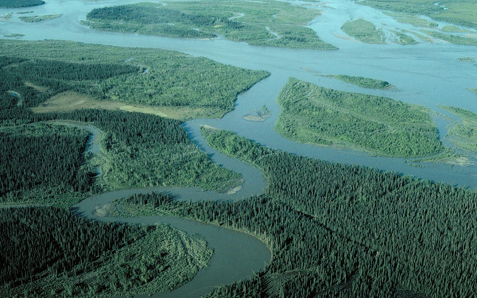 Aerial view of a winding river cutting through dense forest and braided wetlands